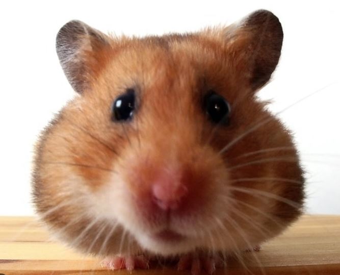 Хома первый