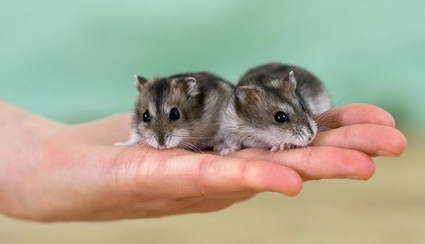 Хома второй